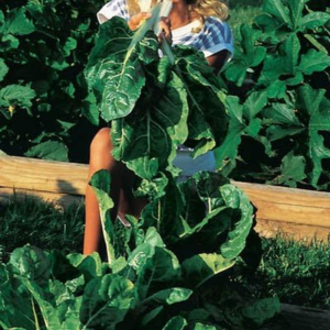 Swiss Chard Large White Ribbed Seeds - Vegetable Seed Package - 1/4 Lb. Package