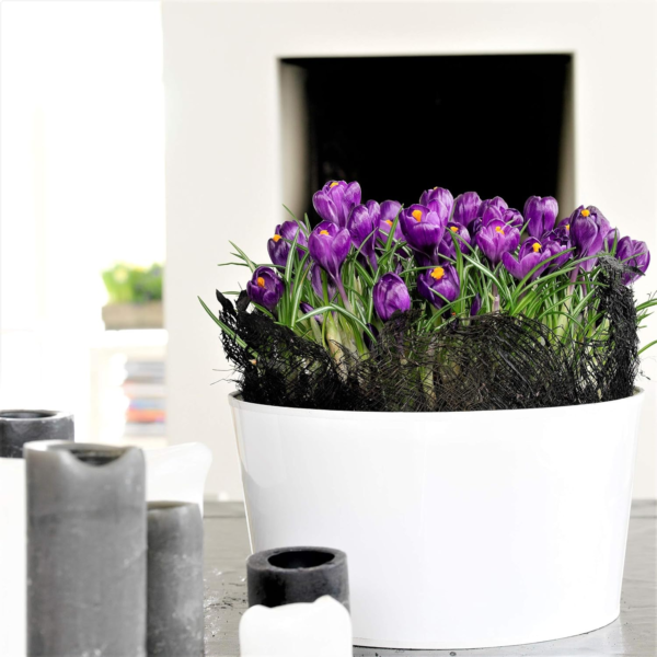 Crocus 'Flower Record' Plant Bulbs (20 Pack) - Large Violet Purple Flowering Blooms in Early Spring Gardens - Image 8