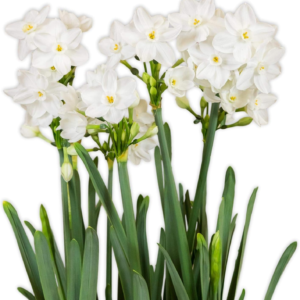 Narcissus Paperwhite 'Inball' Plant Bulbs (10 Pack) - Large Flower Bulbs for Indoor Forcing at Home, Fragrant Holiday Blooms