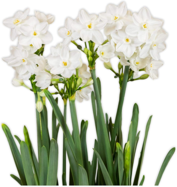 Narcissus Paperwhite 'Inball' Plant Bulbs (10 Pack) - Large Flower Bulbs for Indoor Forcing at Home, Fragrant Holiday Blooms