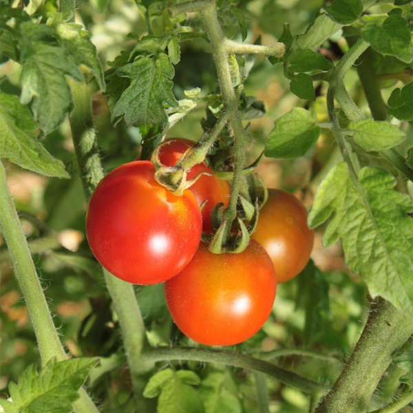 6075 Red Cherry Tomato - Image 4