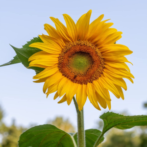 Mammoth Russian Sunflower Seeds 200 Seeds