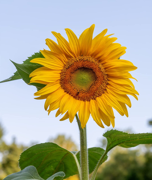 Mammoth Russian Sunflower Seeds 200 Seeds