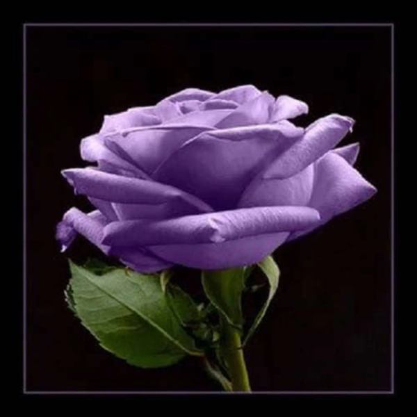 5 Rose/ Rosa Floribunda Flower Seed - Image 2