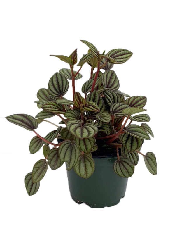 Piccolo Banda Peperomia - Peperomia Albovittata - 4" Pot