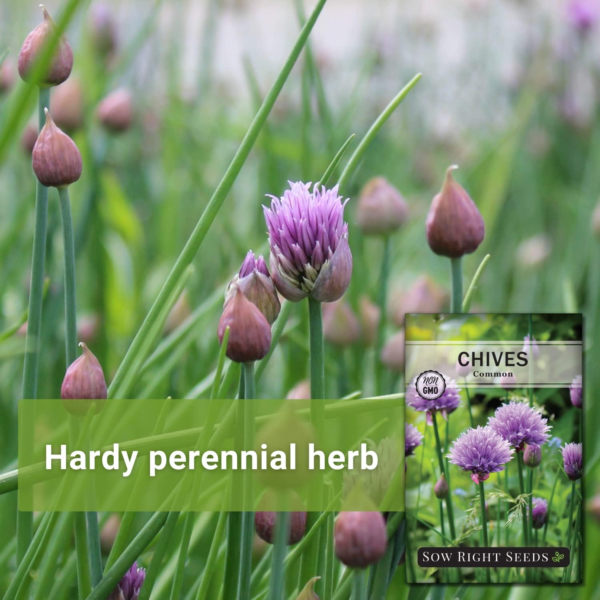 - Common Chives Seed for Planting - Non-Gmo Heirloom Packet with Instructions to Plant and Grow Kitchen Herb Garden Indoor or Outdoor - Mild Onion Flavor (1) - Image 3