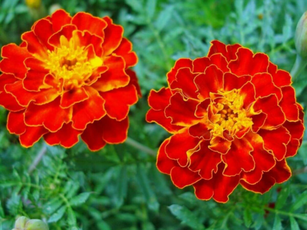 Flower Seeds - Non GMO -Variety Packs -Fresh -USA Grown Seeds - Image 73