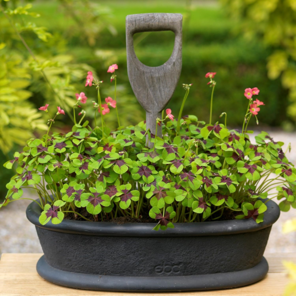Oxalis Shamrock 'Double Luck Collection' (40 Pack) Triangularis & Iron Cross Plant Bulbs for Gardening, Professionally Grown from - Image 2