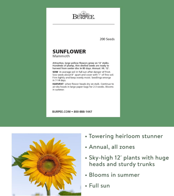 Mammoth Russian Sunflower Seeds 200 Seeds - Image 2