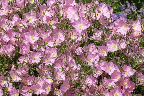 1000 Showy PINK EVENING PRIMROSE (Pink Ladies / Mexican Evening) Oenothera Speciosa Flower Seeds - Image 6
