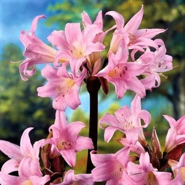 Amaryllis Belladonna Lily Plant Bulbs (3 Pack) - Fragrant Pink Flowering Blooms in Late Summer to Fall Gardens - Image 2