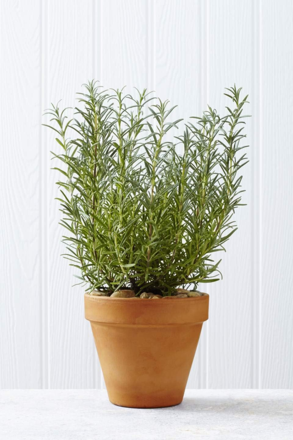 Seeds - Rosemary Seeds - Heirloom Non-Gmo Seeds with Easy to Follow Instructions 97% Germination Rate (Single Pack) - Image 3