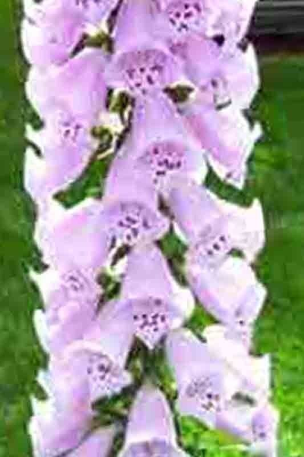 3000+ FOXGLOVE MIX SEEDS SPRING PERENNIAL FLOWERS EXCELSIOR HUMMINGBIRDS USA - Image 4