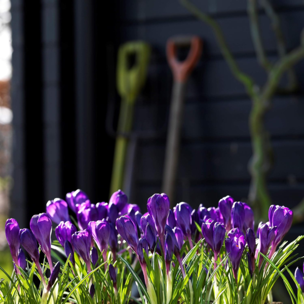 Crocus 'Flower Record' Plant Bulbs (20 Pack) - Large Violet Purple Flowering Blooms in Early Spring Gardens - Image 3