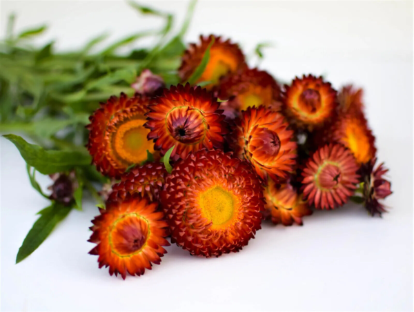 Flower Seeds - Non GMO -Variety Packs -Fresh -USA Grown Seeds - Image 105