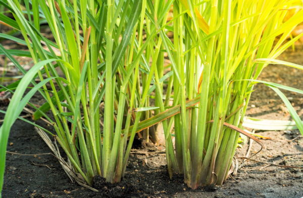 100 Seeds LEMONGRASS East Indian Lemon Grass Fragrant Edible Cymbopogon Seeds - Image 11