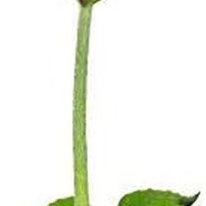 Crimson Clover Seeds (Coated) - 1 Oz - Garden Cover Crop, Non-Gmo, Open Pollinated, Perennial, Heirloom - Coated for Easy Planting