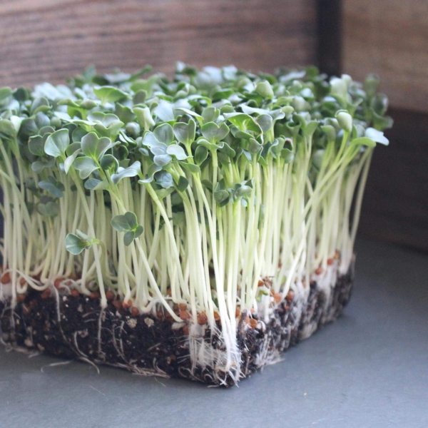 Organic Daikon Radish Sprouting Seeds - 1 Lb Seed Pouch - Non-Gmo, Heirloom Garden, Sprout and Microgreen Growing Seed - Image 3