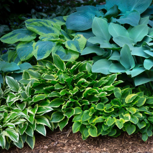 Hosta 'Bumper Crop Mix' Plant Bareroots (10 Pack) - Mixed Colors for Planting in Shade Gardens - Image 2