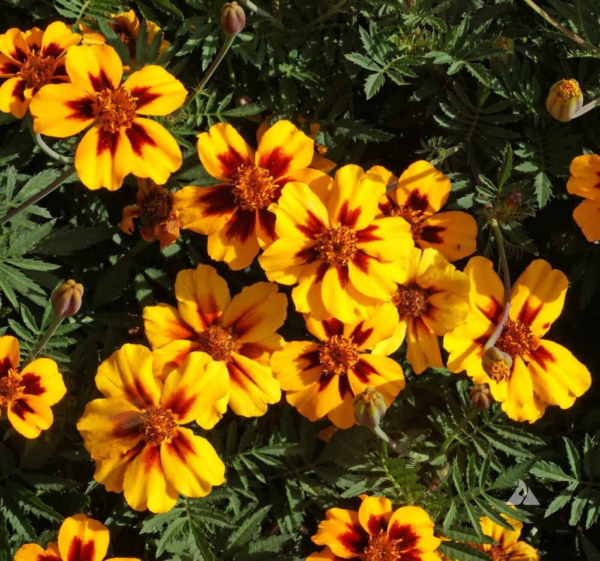 French Marigold Naughty Marrietta Seeds, Dwarf Compact, FREE SHIPPING - Image 2