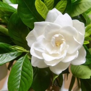 50 Gardenia Jasminoides Flower Seeds, Fragrant White Shrub Houseplant