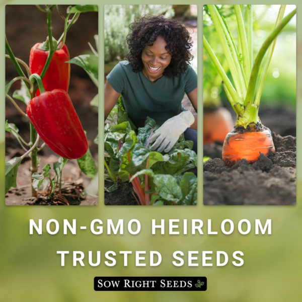 - Contender Bush Green Bean Seeds for Planting - Non-Gmo Heirloom Seed Packet - Stringless Variety to Plant an Outdoor Home Vegetable Garden - Abundant Harvest, Great for Kids (1) - Image 6