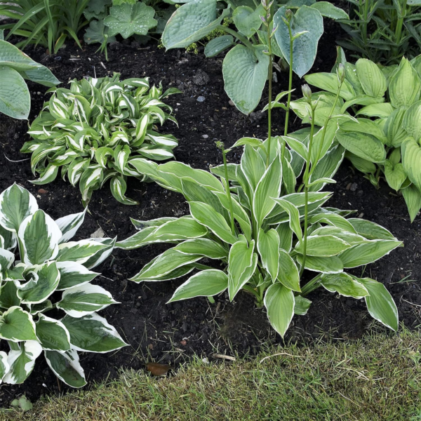 Hosta 'Bumper Crop Mix' Plant Bareroots (10 Pack) - Mixed Colors for Planting in Shade Gardens - Image 3