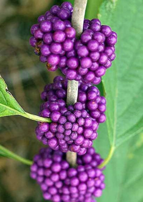 Seedville 40 Callicarpa Americana 'American Beautyberry' Plant Seeds - Image 4