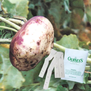 Turnip Purple Top White Globe 15 Ft. Seed Tape