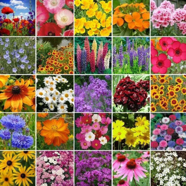 Flower Seeds - Non GMO -Variety Packs -Fresh -USA Grown Seeds - Image 2