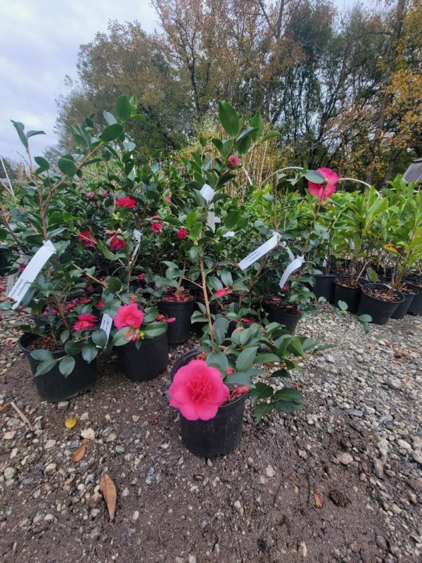 Alabama Beauty Pink Camellia Sasanqua - Live Plant - Full Gallon Pot - Image 3