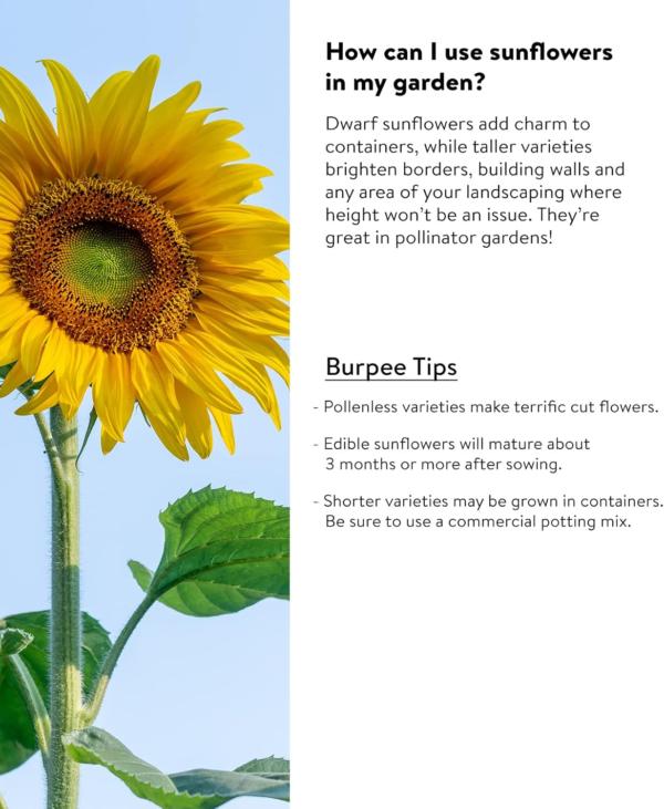 Mammoth Russian Sunflower Seeds 200 Seeds - Image 4