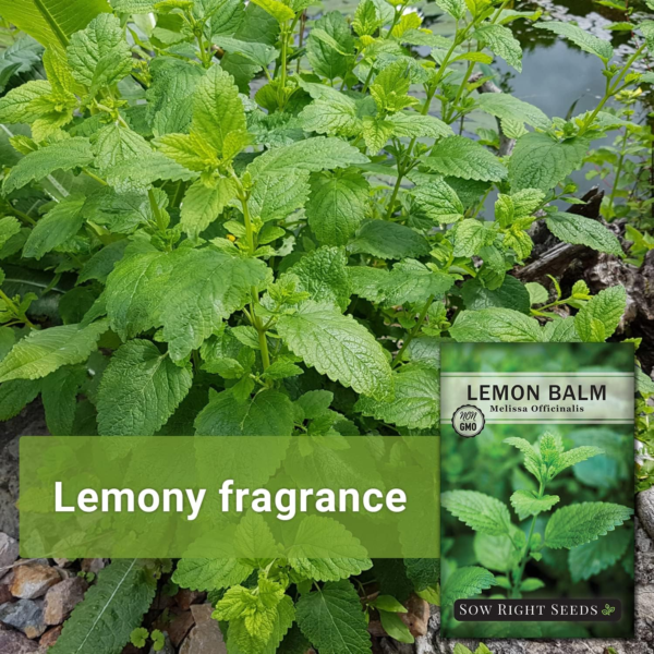 - Lemon Balm Seeds for Planting - Non-Gmo Heirloom Packet with Instructions - Easy to Grow Herb Garden - Aromatic Herb and Great for Herbal Teas - Perennial Mint Relative (1) - Image 3