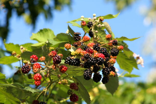 Ouachita Blackberry Bush Live Plant in 1 Gal Pot, Thornless Sweet Fruit - Image 2