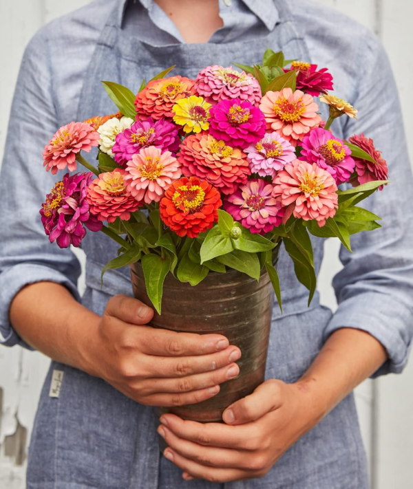 Cut & Come Again Zinnia Seeds 175 Seeds - Image 6