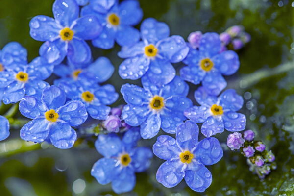 500 Blue FORGET ME NOT Myosotis Sylvatica Shade or Sun Perennial Flower Seeds - Image 3