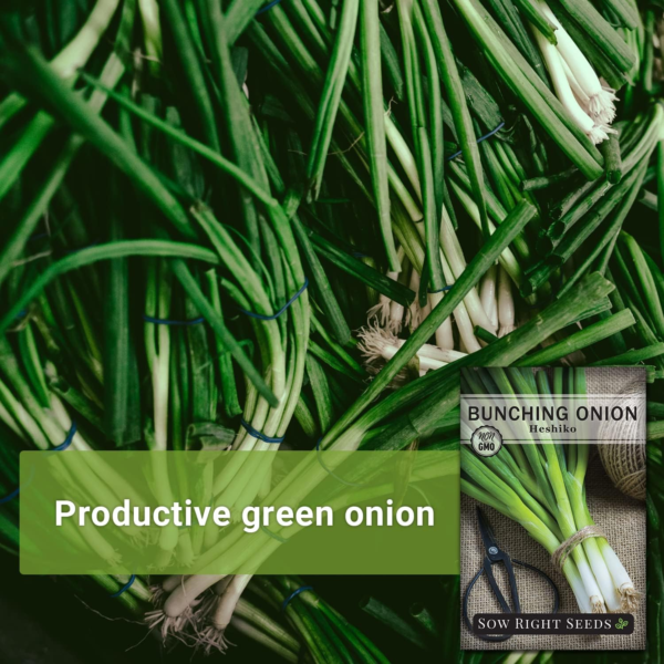 - Heshiko Japanese Bunching Green Onion Seeds for Planting - Non-Gmo Heirloom - Instructions to Plant and Grow a Kitchen Garden Indoors or Outdoors - Mild Onion Flavor for Cooking (3) - Image 3