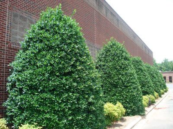 Nellie Stevens Holly Trees- Dense Evergreen Privacy Trees with Advanced Root Systems, Not Seeds or Saplings- Large, Tall Holly Trees - 2-3 Ft. - Cannot Ship to AZ - Image 4