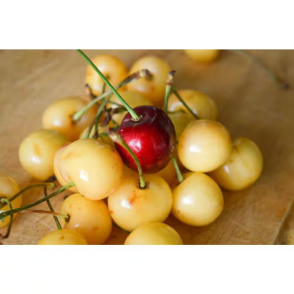 Double Cherry Twist Tree Bare Root - Image 7