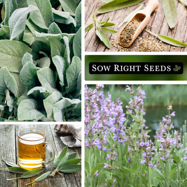 - Sage Seeds for Planting - Non-Gmo Heirloom Packet with Instructions to Plant and Grow Kitchen Herb Garden - Indoor or Outdoor - Great for Pollinators - Culinary Seasoning (1) - Image 4