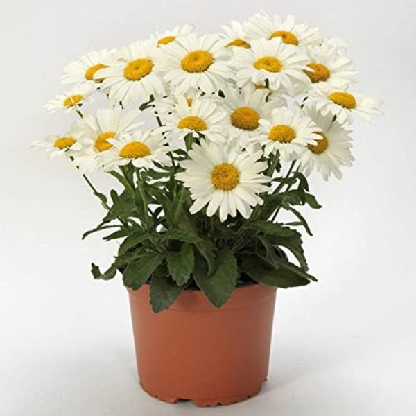 White Lion Shasta Daisy Seeds, Classic Heavy Blooming, Pack of 25 Seeds - Image 3