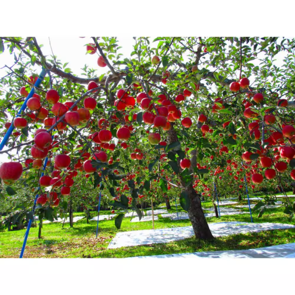 Dwarf Fuji Apple Tree Bare Root - Image 3