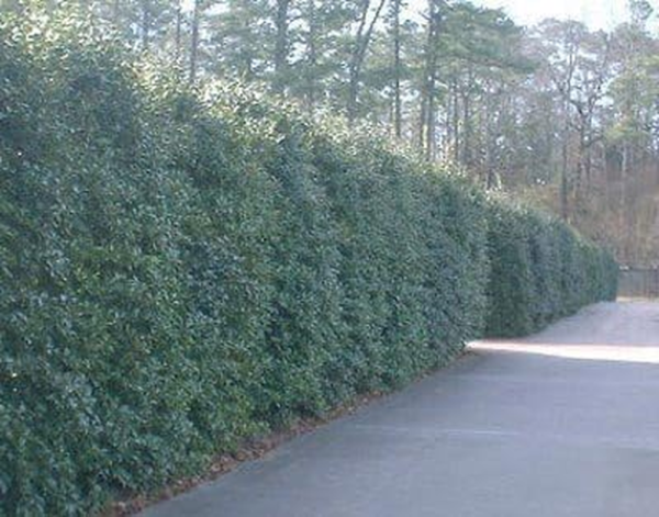 Nellie Stevens Holly Trees- Dense Evergreen Privacy Trees with Advanced Root Systems, Not Seeds or Saplings- Large, Tall Holly Trees - 2-3 Ft. - Cannot Ship to AZ - Image 2