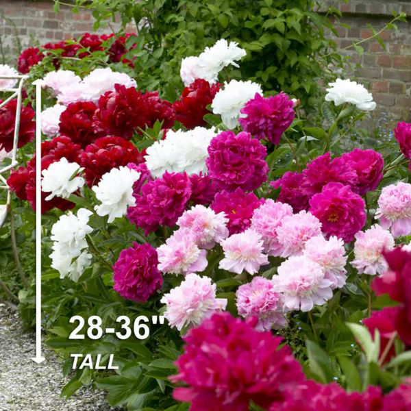 Peony Pink and White Mixed Flower Bulbs, Live Bare Roots (Bag of 3) - Image 5