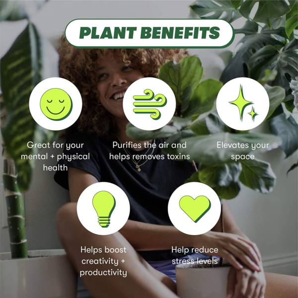 Chinese Money Plant, Pilea Peperomioides, Live, Live Indoor, Home Decor, Easy to Grow, Easy to Care, Outdoor Garden and Low Maintenance Houseplant (4") - Image 6