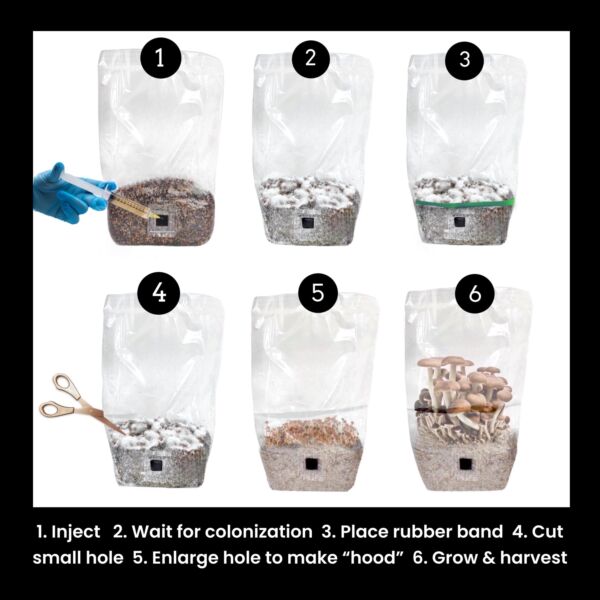 'Shroomtek' + Spore Boostr All-In-One Mushroom Grow Bag - Image 2
