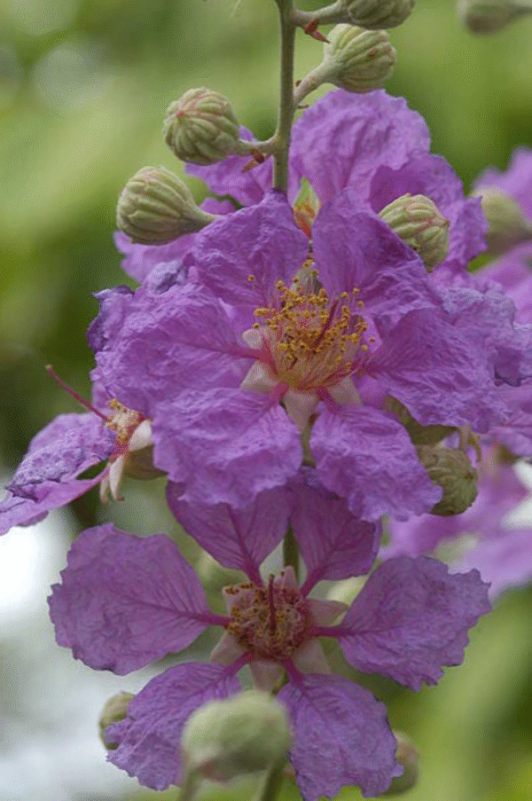 35 Purple Crepe Myrtle Flowering Shrub Bush Tree Seeds - Image 3
