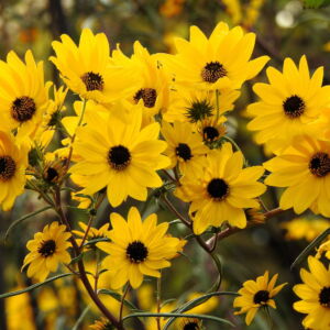 100 Swamp Sunflower Plant Seeds, Attracts Bees and Butterflies