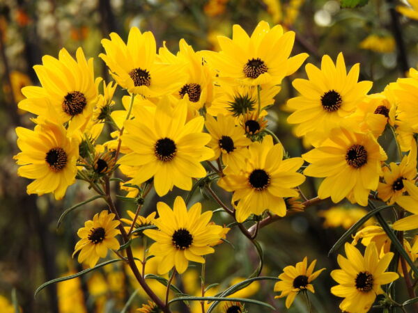 100 Swamp Sunflower Plant Seeds, Attracts Bees and Butterflies