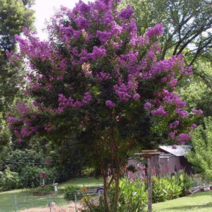 35 Purple Crepe Myrtle Flowering Shrub Bush Tree Seeds